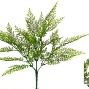 1806 BUQUE CAPIM VERDE