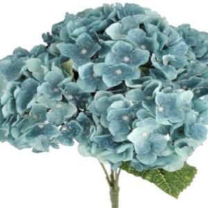 0793 BUQUE HORTENSIA
