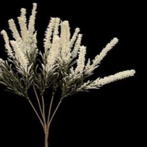 1832 BUQUE LAVANDA CREME