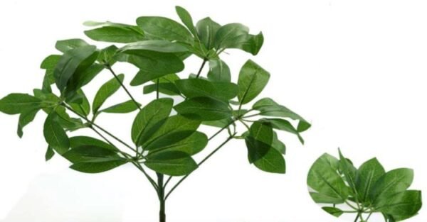 0133 BUQUE  VERDE