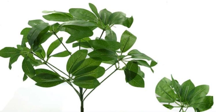 buque-verde