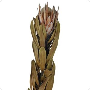 FLOR PROTEIA DESIDRATADA