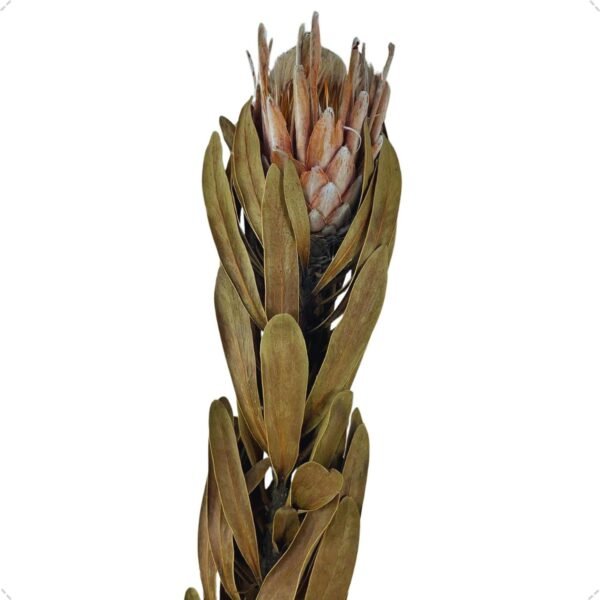 FLOR PROTEIA DESIDRATADA