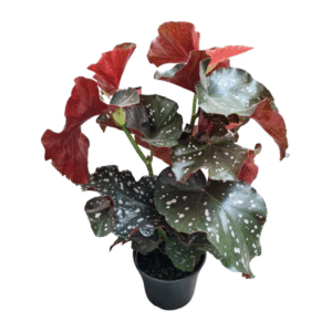 BEGONIA MARI P15