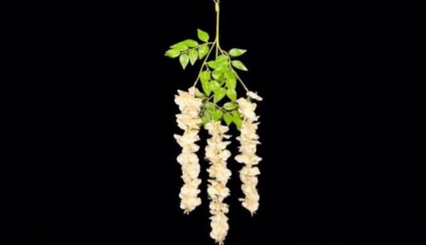 0333 PENDENTE GLICINIA CREME