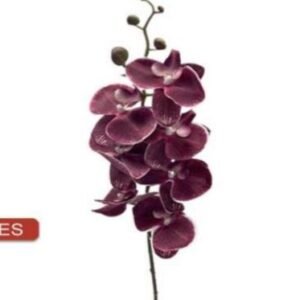 4513 ORQUIDEA PHALEANOPSIS