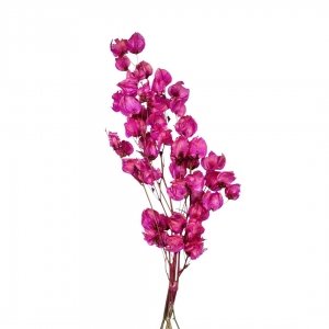 90_planta_desidratada_flor_de_bougainvillea_rosa_clara_galho_3166_1_595f3350e9e9b6eacec58fe01a64ad28