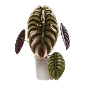 ALOCASIA P15