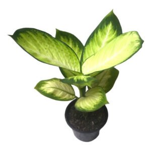 DIEFFENBACHIA P17