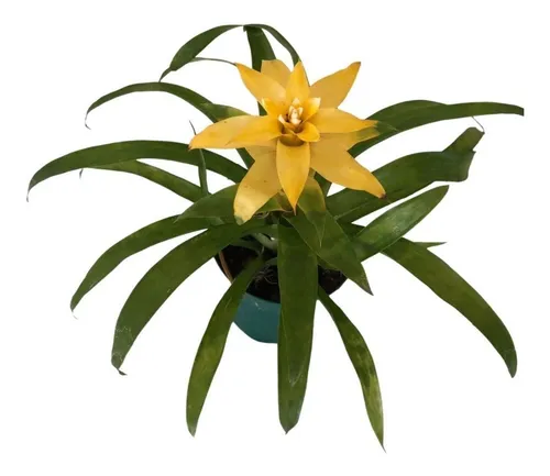 BROMELIA GUSMANIA P15 YAMATO - Imagem 2