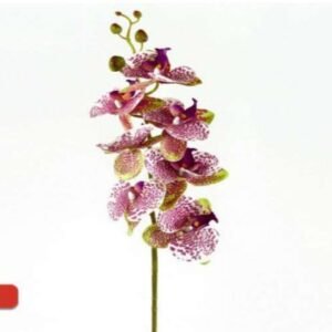 3499 ORQUIDEA PHALEONOPSIS