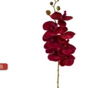4487 ORQUIDEA PHALEANOPSIS