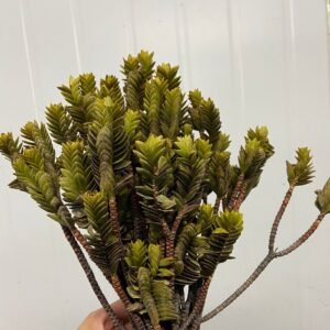 PINHEIRINHO DESIDRATADO