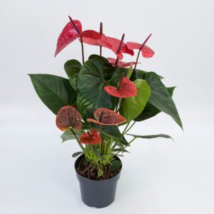 ANTHURIUM VARIADO P17 PREMIUM