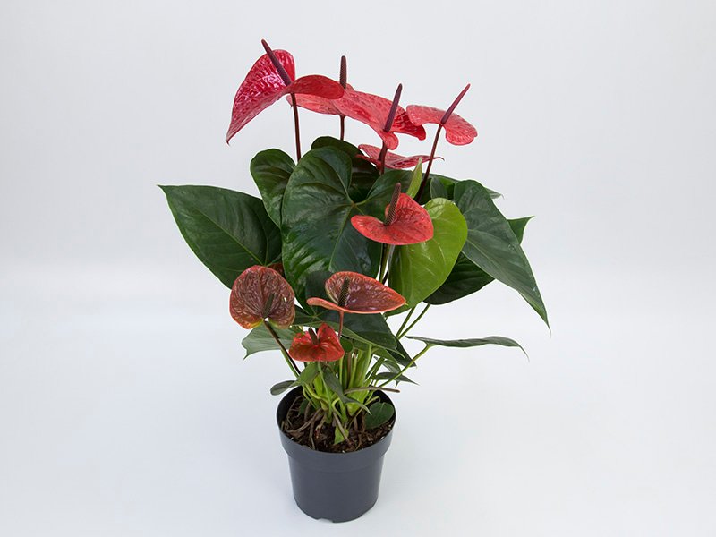 anth-casanova-683e0de2b5f26