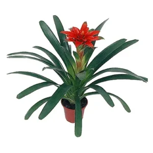 BROMELIA GUSMANIA P15 YAMATO