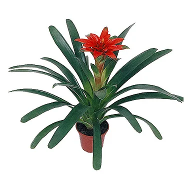 BROMELIA GUSMANIA P15 YAMATO