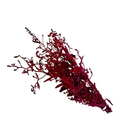 buque_maco_dedo_de_anjo_pink_flores_desidratadas_90709009_2_a8ae4304a203310d8958e475a9ce8d2e