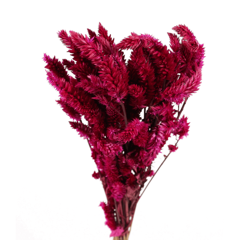 celosia_rabo_de_gato_pink_desidratado_91031121_1_9f943475a3bcf4c41d2b35de05e37ff7