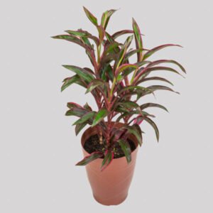 DRACENA VARIADO P17