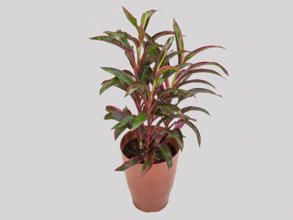 DRACENA VARIADO P17