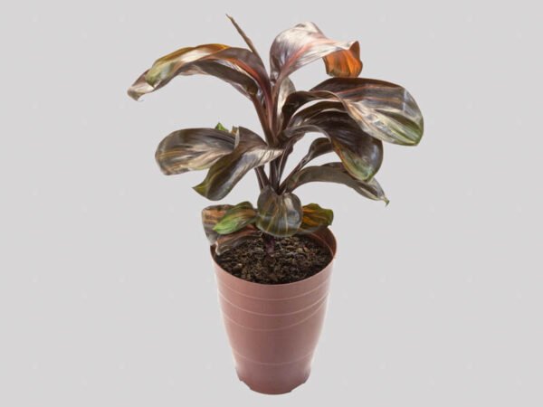 DRACENA VARIADO P17 - Imagem 2