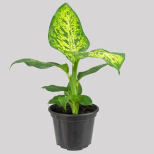 DIEFFENBACHIA SUNRISE P15