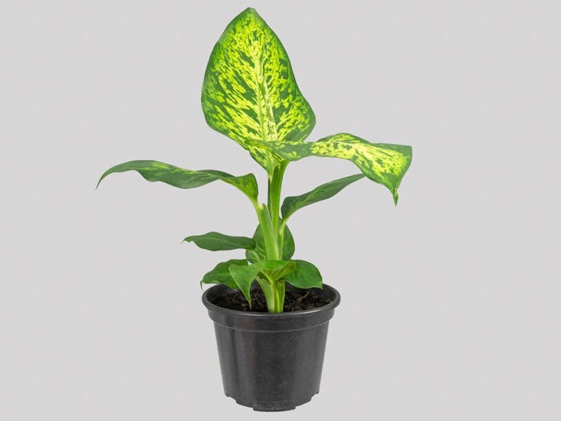 DIEFFENBACHIA SUNRISE P15
