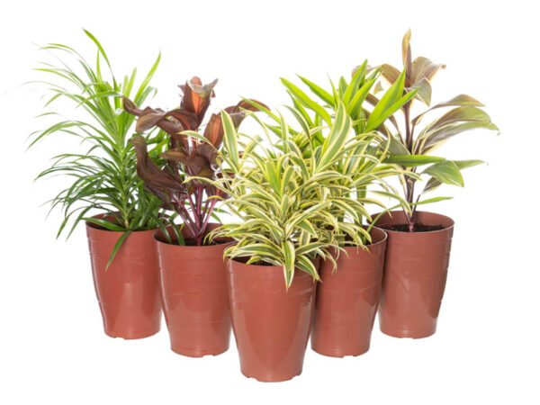 DRACENA VARIADO P17 - Imagem 3