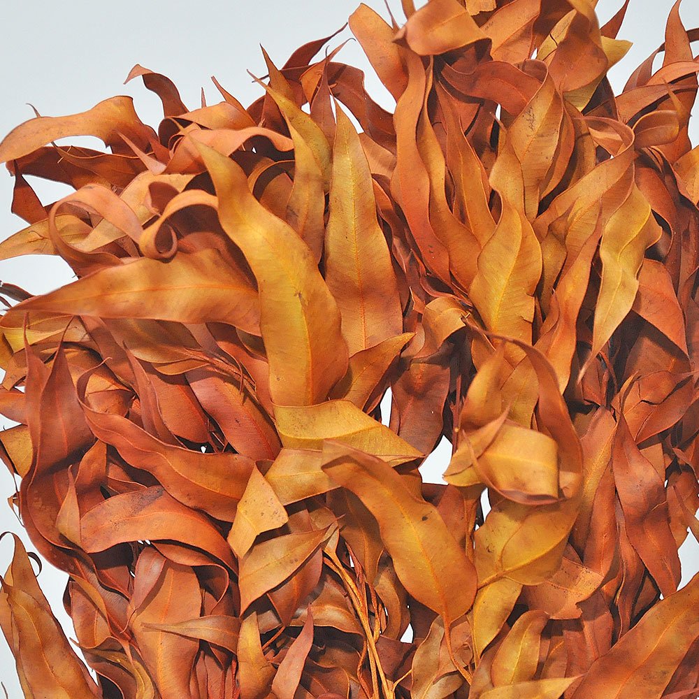 EUCALIPTO DE CHEIRO DESIDRATADO - Imagem 2