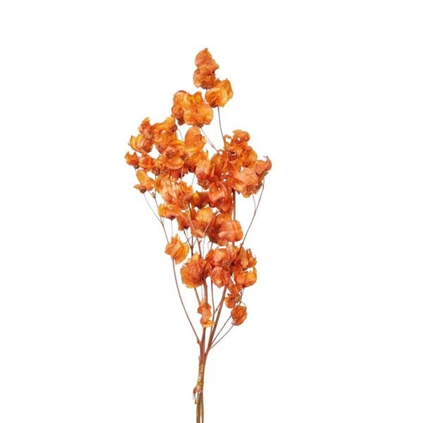 FLOR BOUGANVILLE DESIDRATADO
