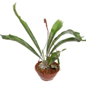 PLATYCERIUM ALCICORN C21
