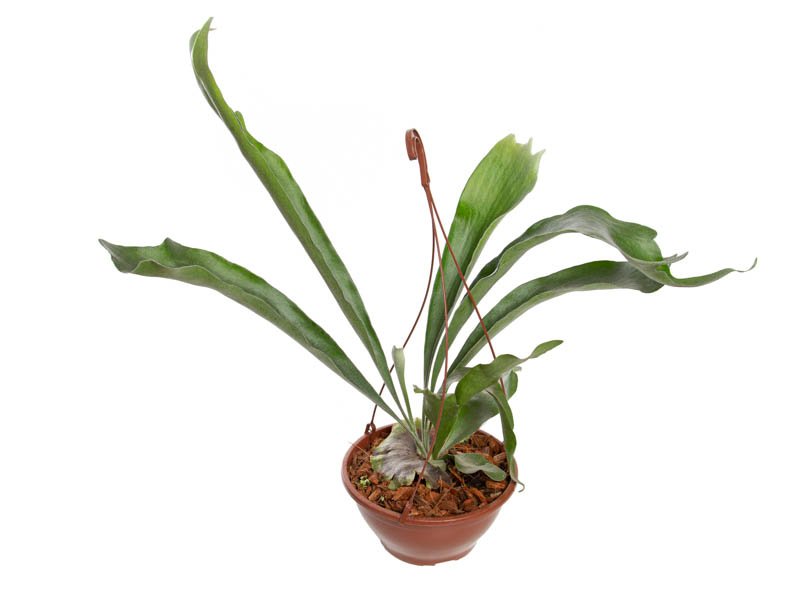 platycerium-bifurcatum-683e82d18b3e1