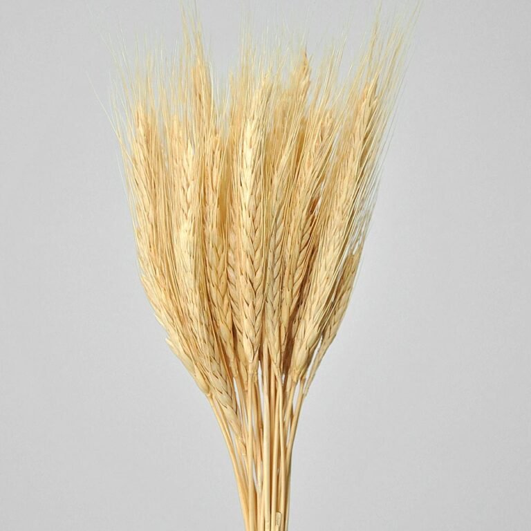 trigo_natural_desidratado_para_arranjos_e_buques_decoracao_209767749_1_7ff209d47a1d6521be2dfe5f2887a934