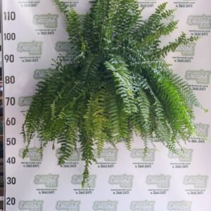 SAMAMBAIA AMERICANA C25