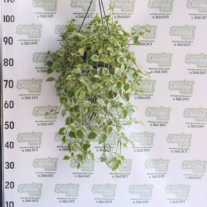 PEPEROMIA SCANDENS C21 MIN PENDENTE