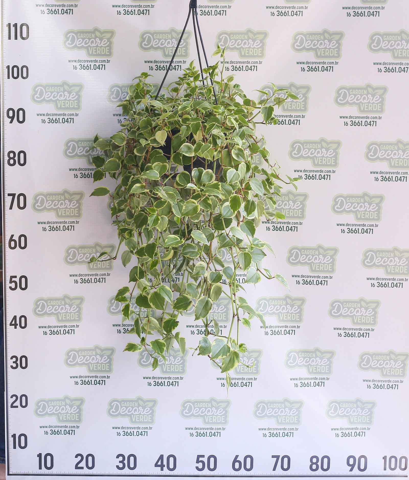 Peperomia-c21-scaled-1