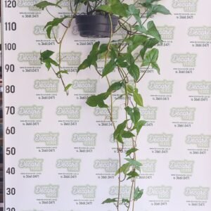 SYNGONIUM VARIADO C21