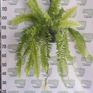 SAMAMBAIA TIGER FERN C21