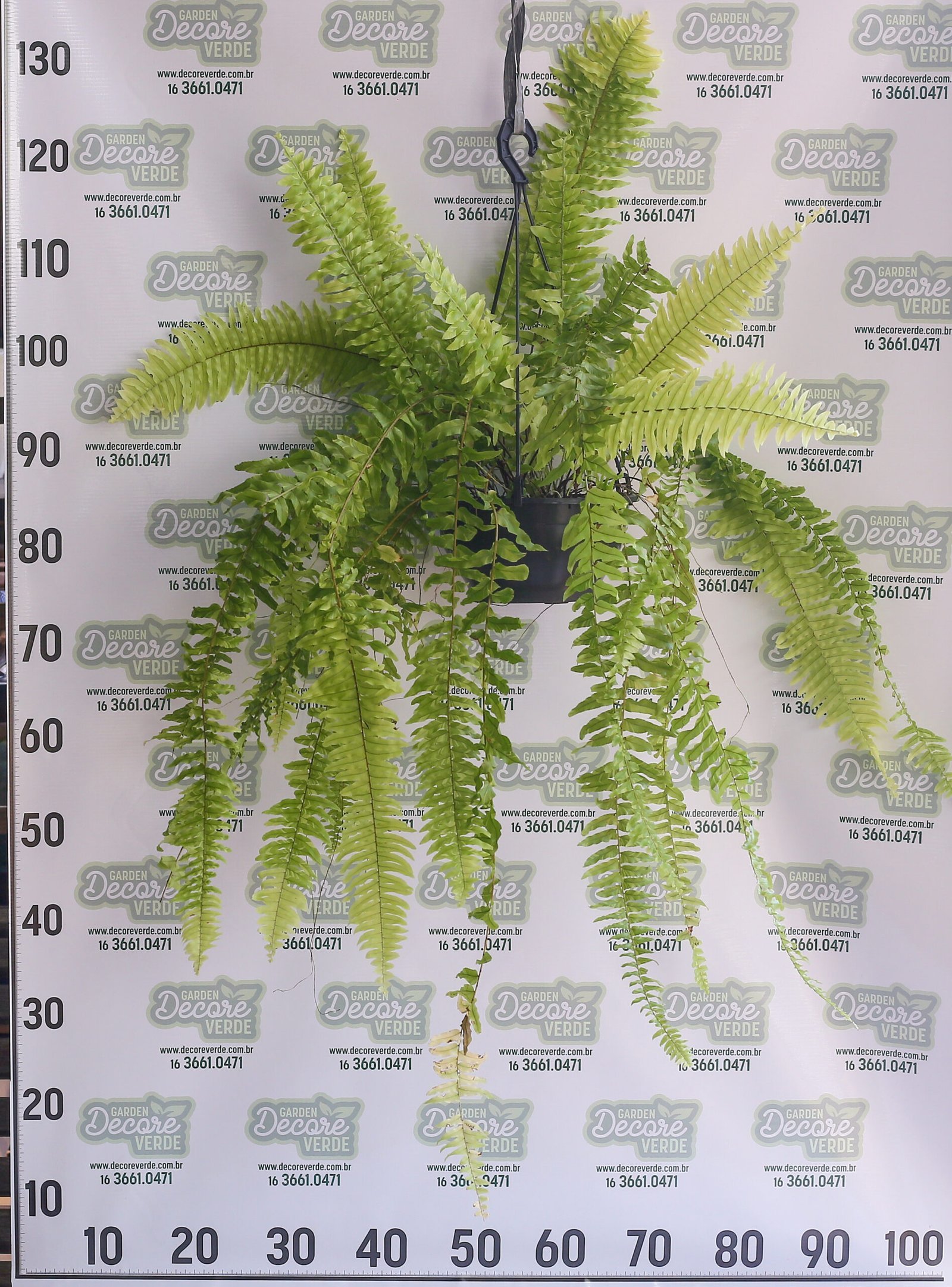 Samambaia-tiger-scaled-2