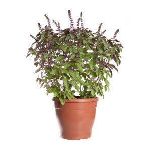 MANJERICAO ROXO P24