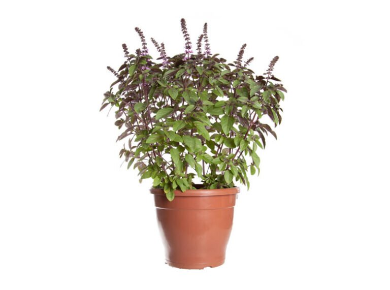 manjericao-roxo-683ea81981955