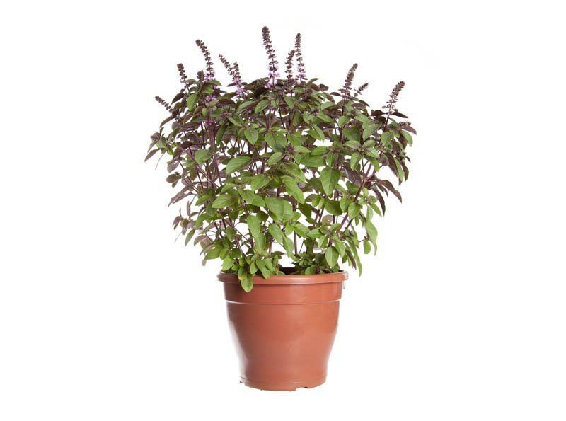 manjericao-roxo-683ea81981955