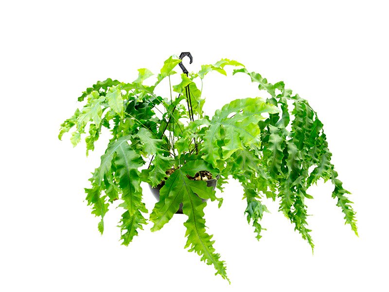 polypod-mandaianum-68efc9badc3eb