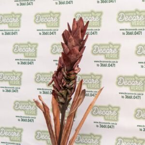 (2477-123) BROMELIA Marsala