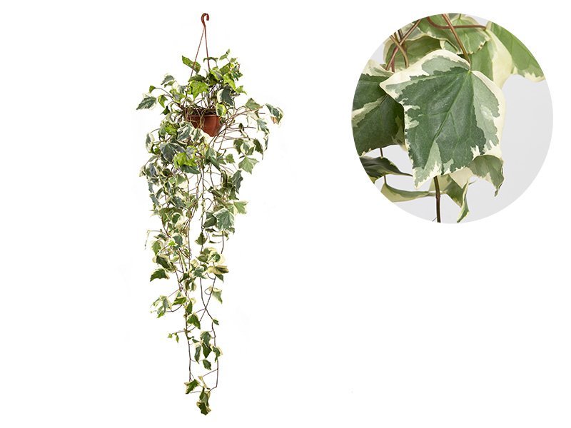 hedera-glis-marengo-69c2df3c720d1-1