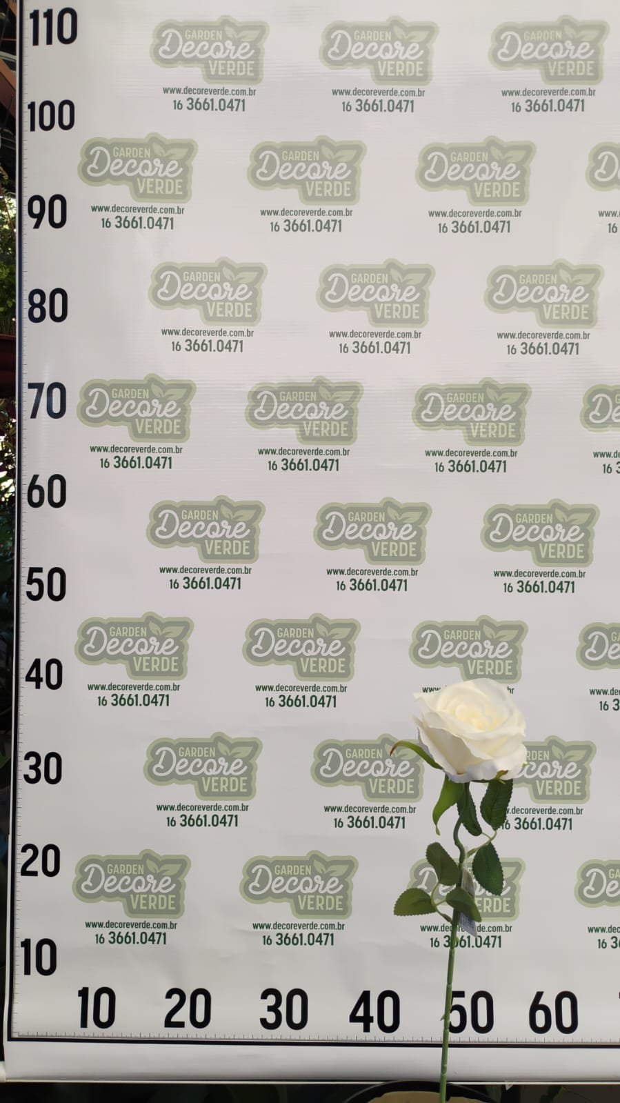 rosa-branca-8