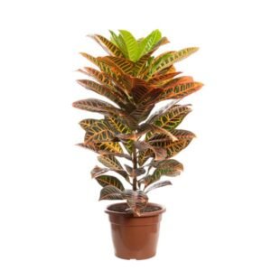 CROTON HIBRIDO PETRA P24