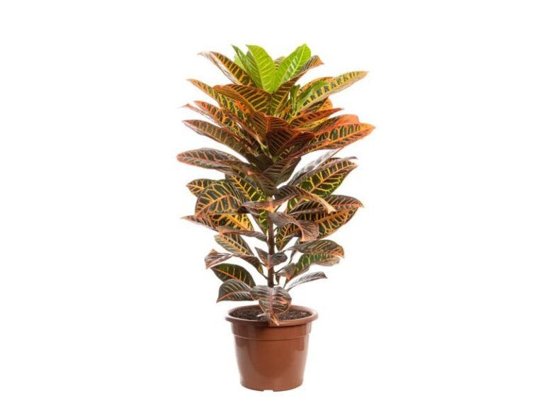 CROTON-2-1