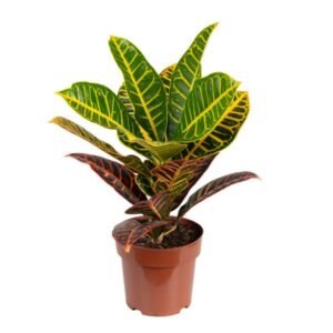 CROTON HIBRIDO PETRA P17